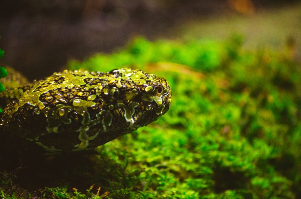 amphibian animal biology blur
