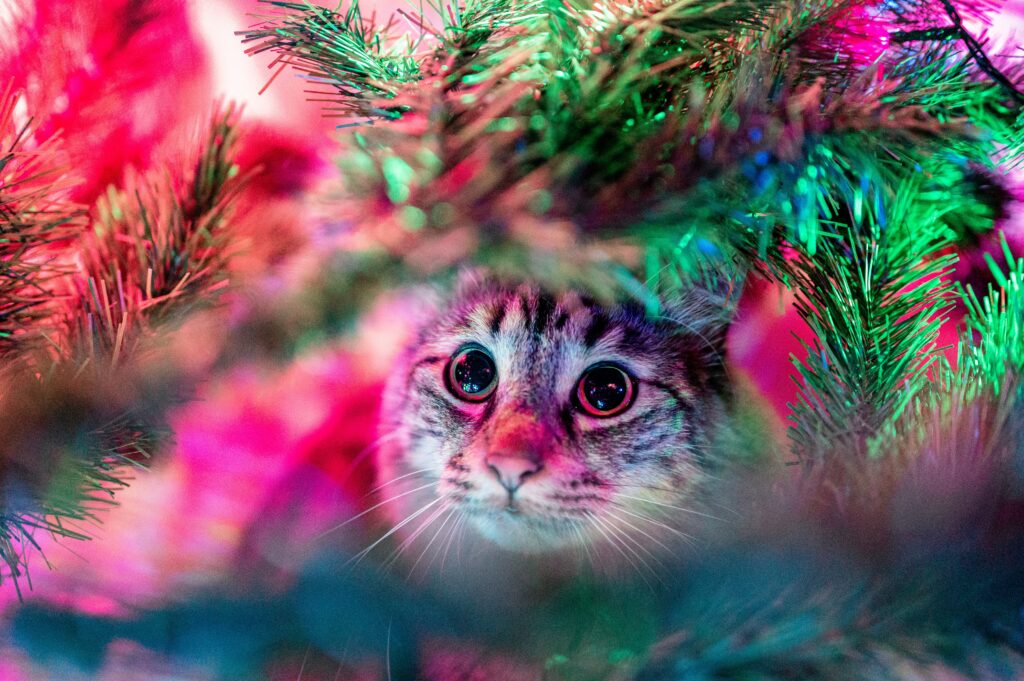 cat with christmas decorations