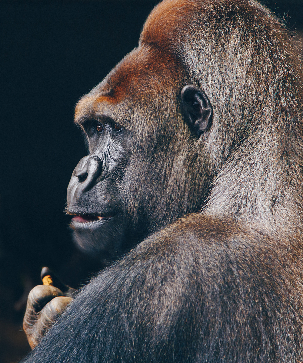 Lincoln Park Zoo, Chicago, United States