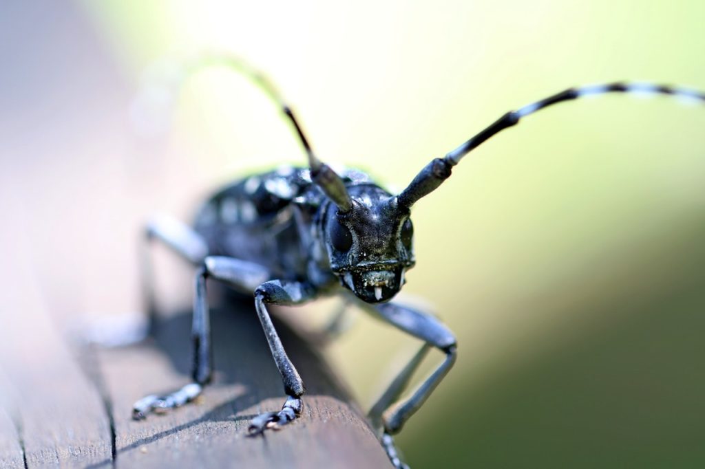 animal antenna beetle biology