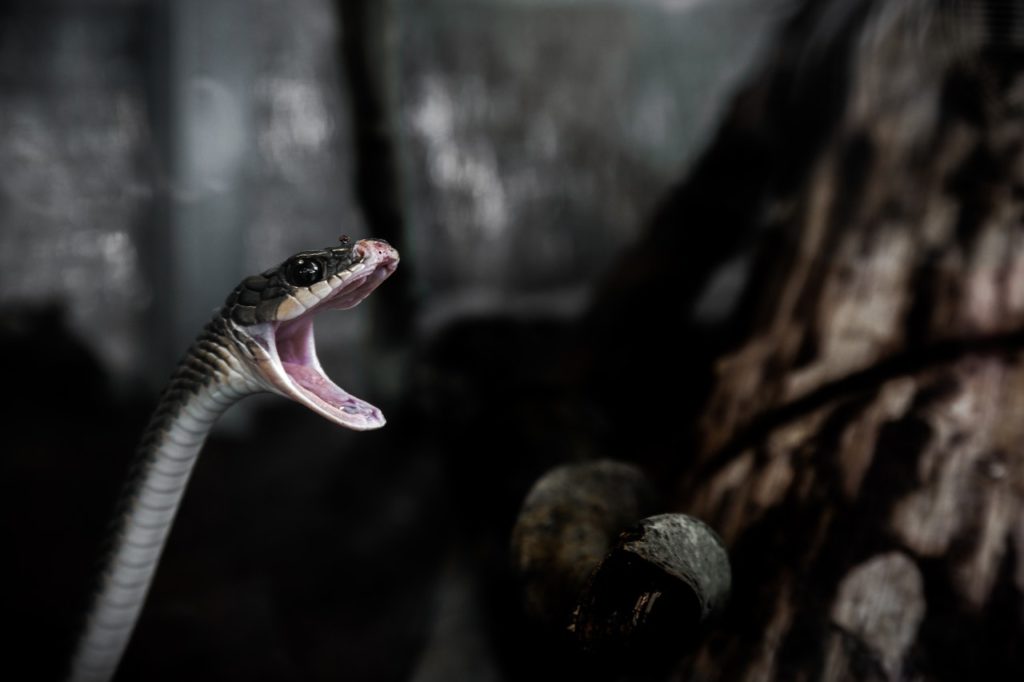 animal snake reptile closeup