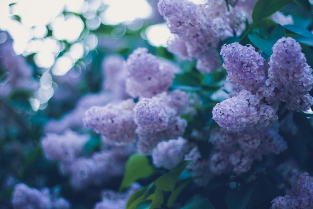 blooming trees lilac