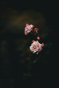 annie-spratt-r85XIZkq6Pc-unsplash