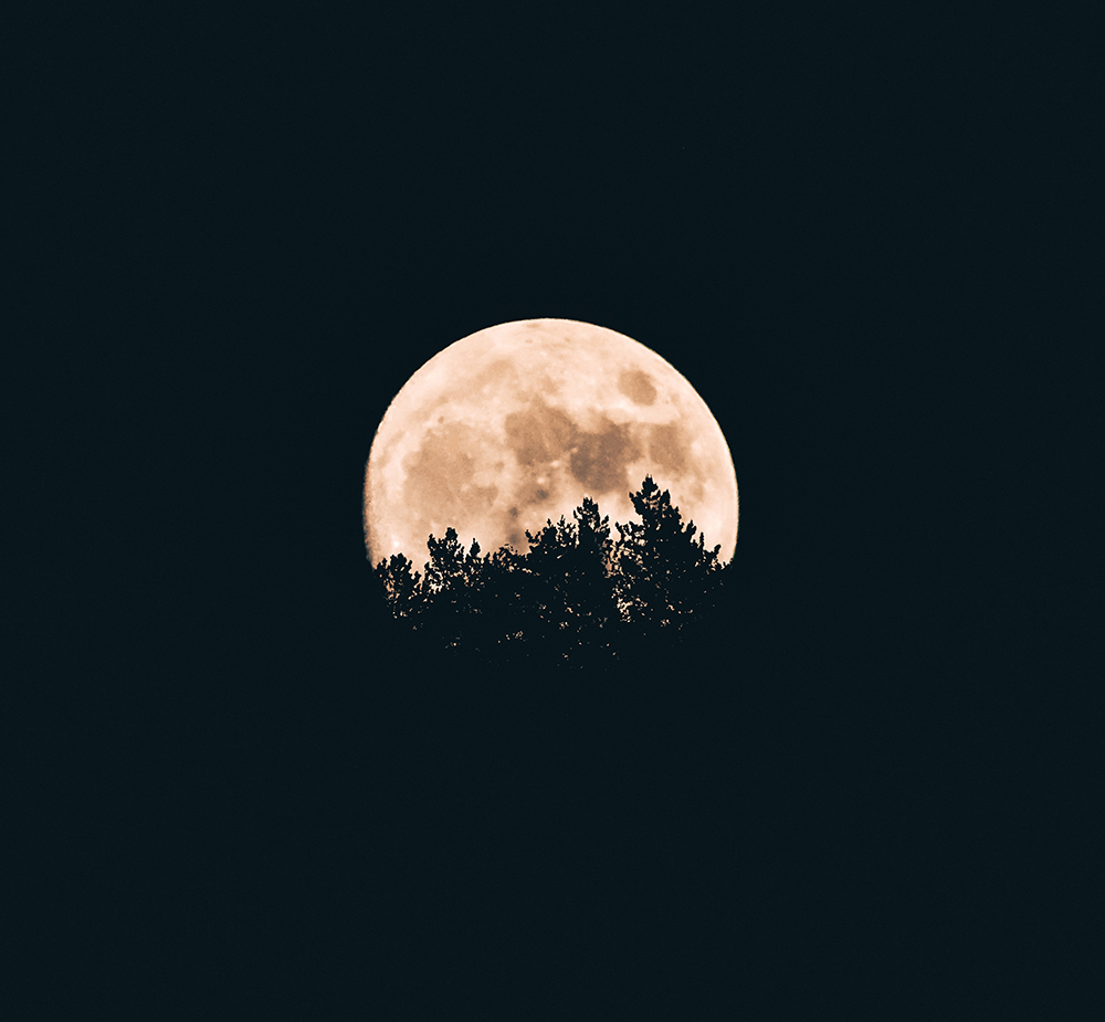 moon rising over trees