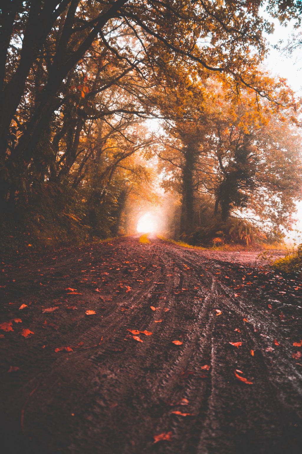 path with leaves