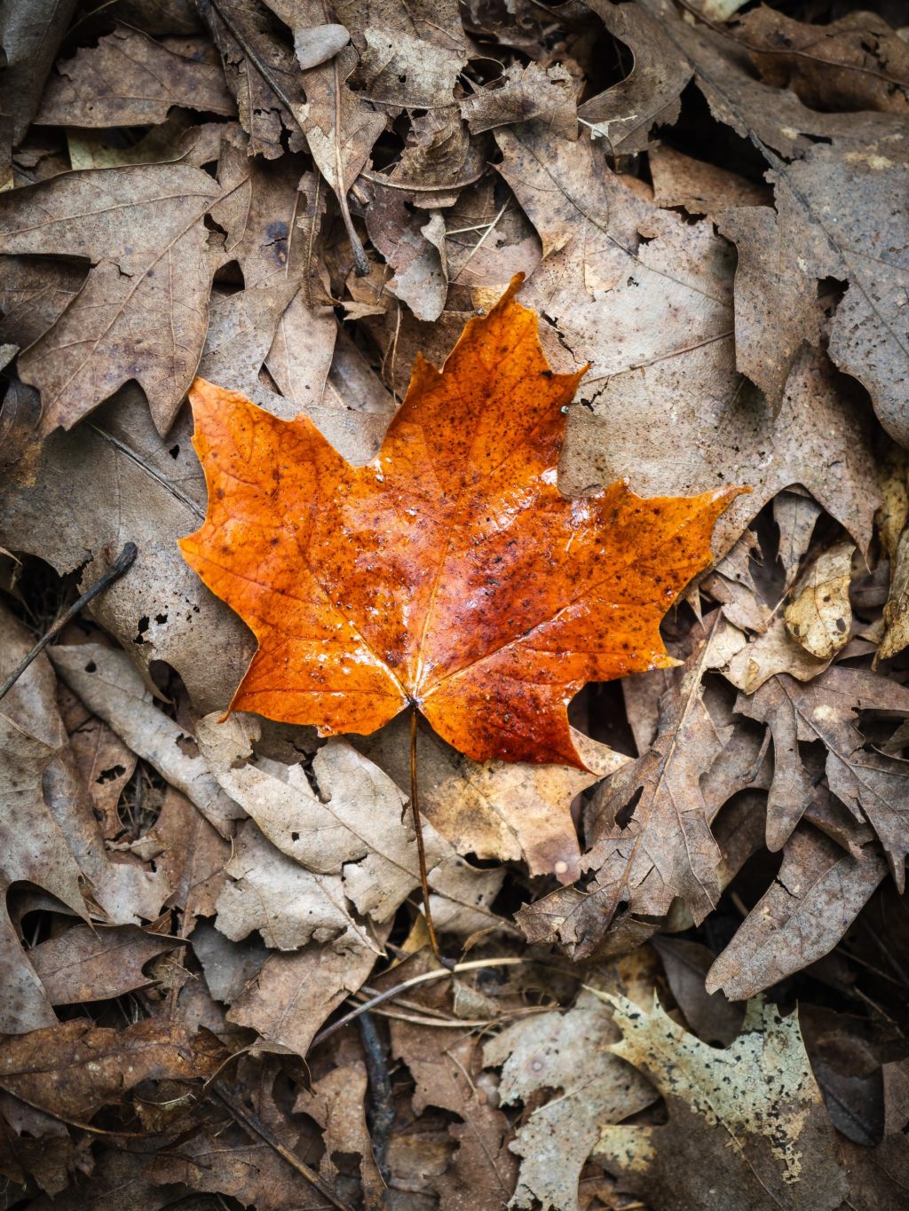 orange leaf fall season