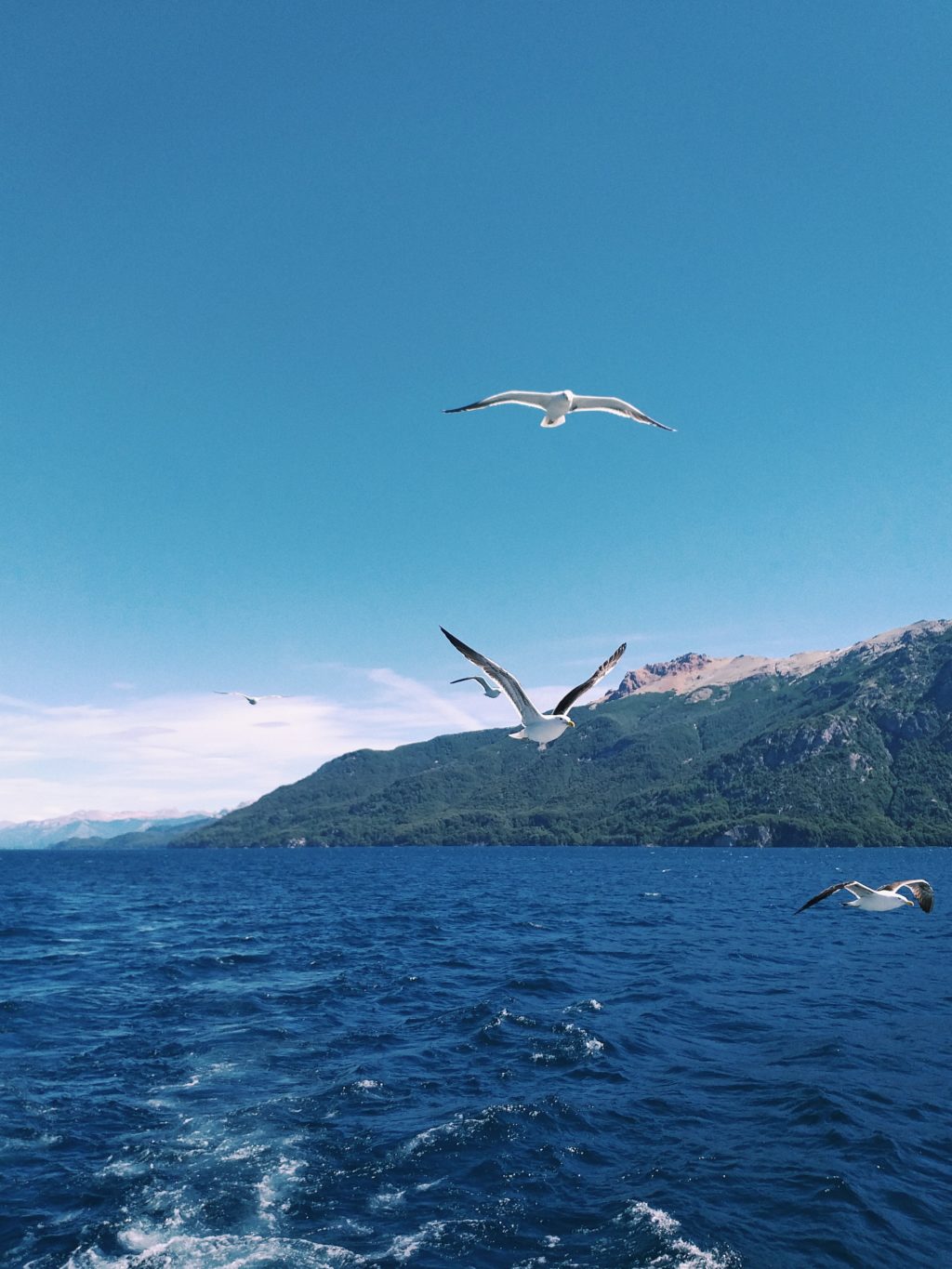 birds flying over water