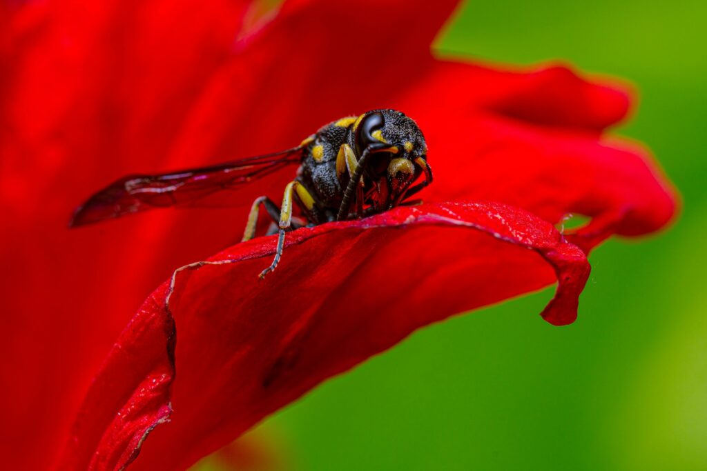 bee on a red flower