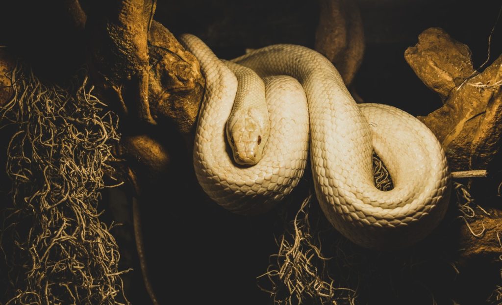 beige python on brown branch of tree