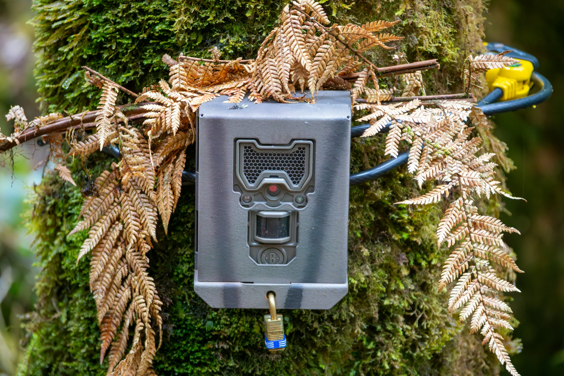 Human-made technology in natural surroundings