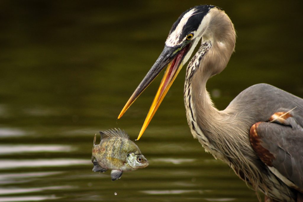 Heron in action