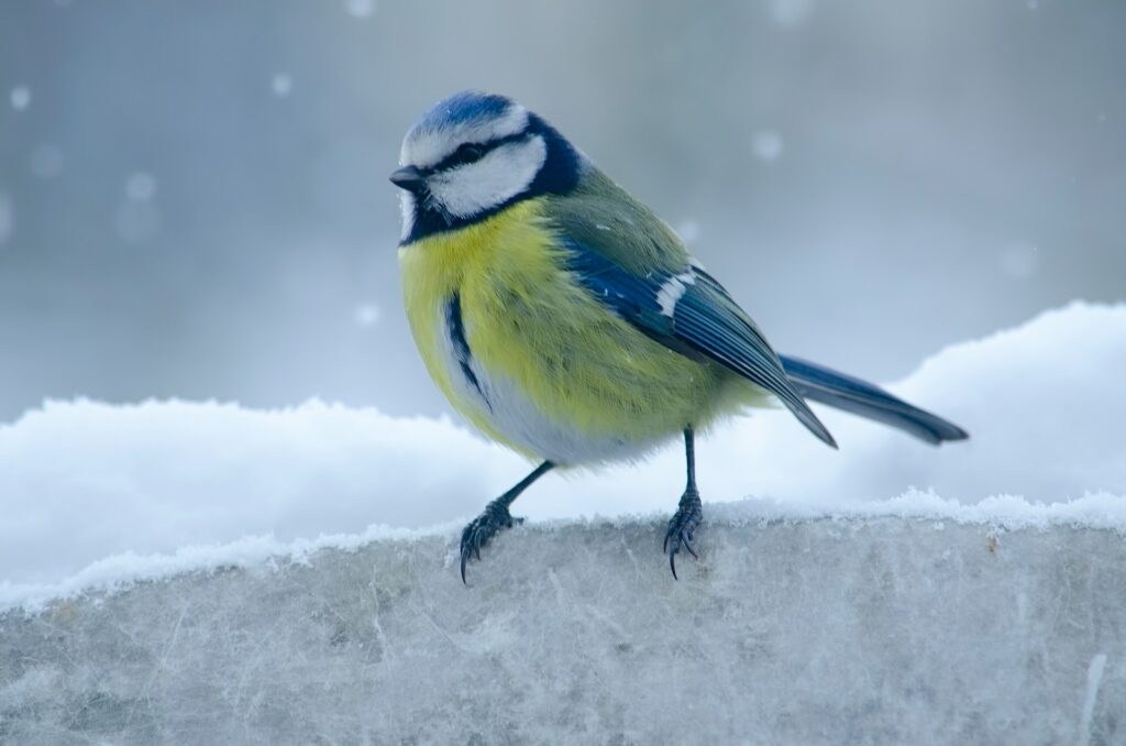 yellow and green bird