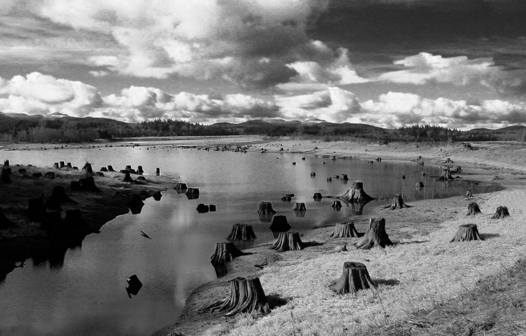 River and cut down trees in black and white 