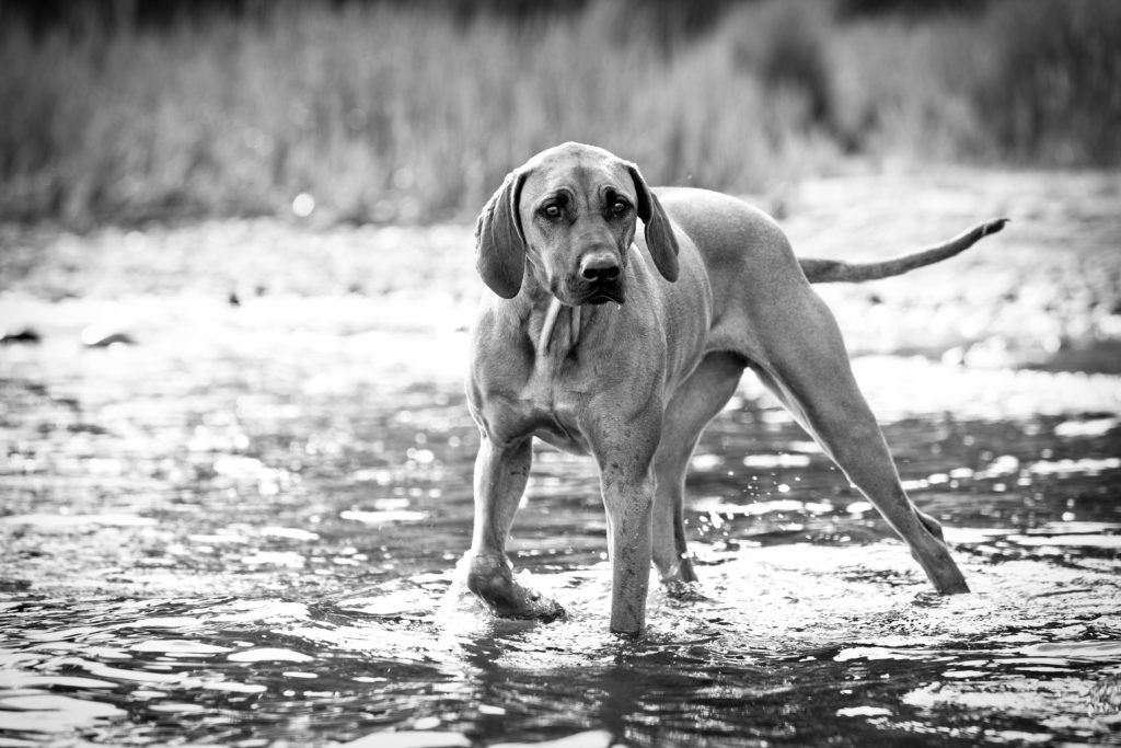 River and dog in black and white