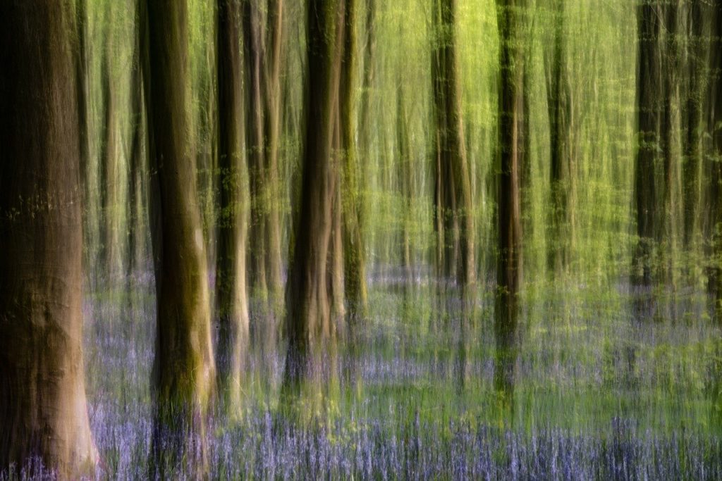 intentional camera movement icm images