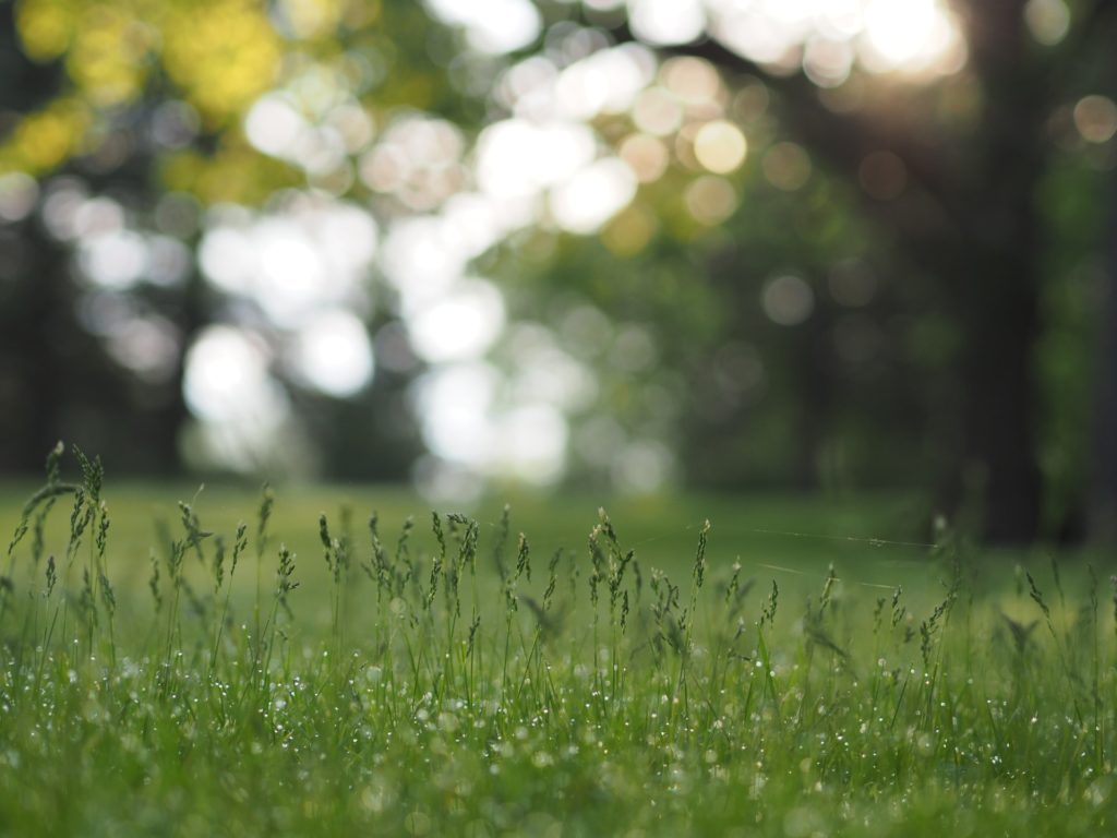 bokeh from light through leaves