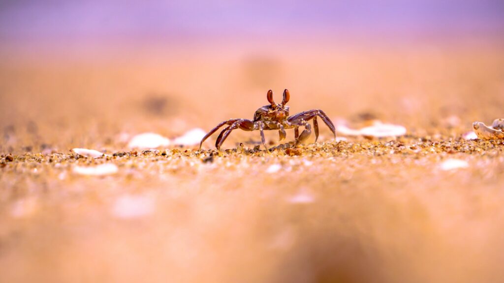 spider shallow depth of field