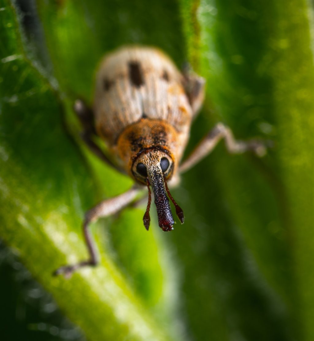brown insect in macro shot photography