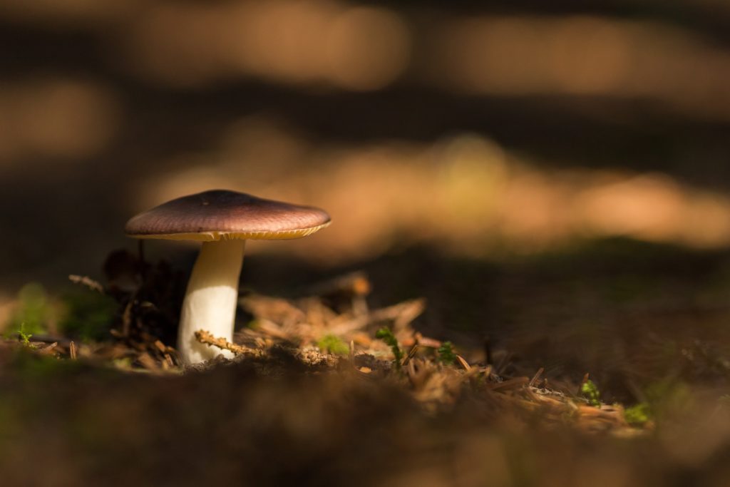 mushroom bokeh