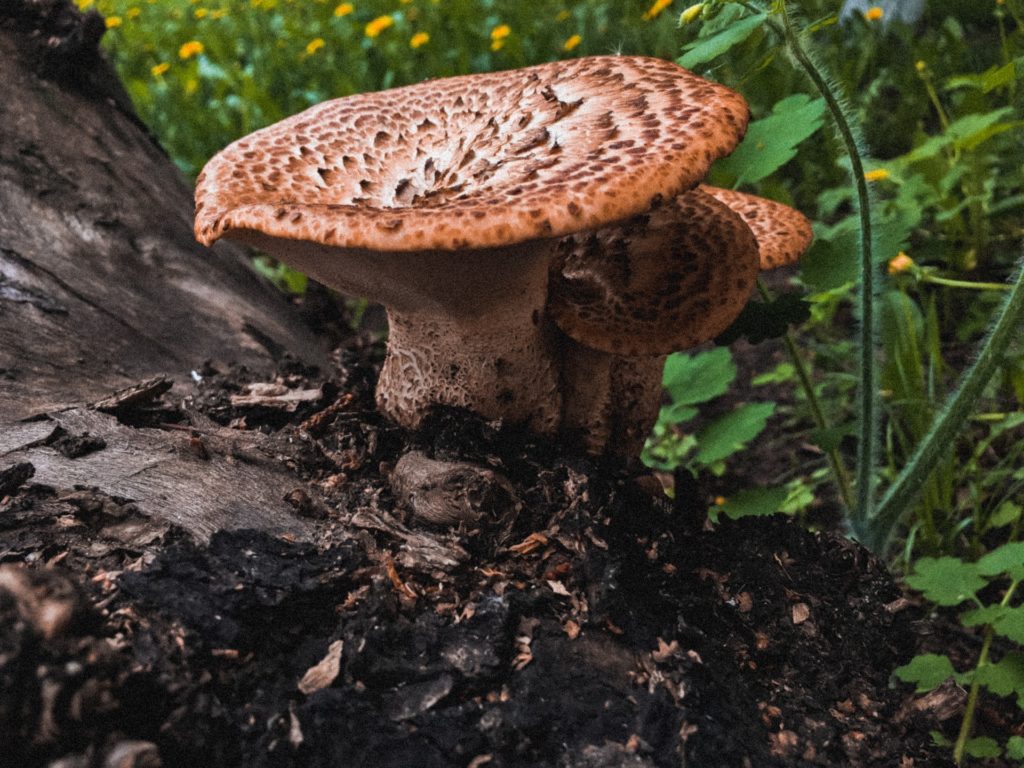 old tree trunk with fungi