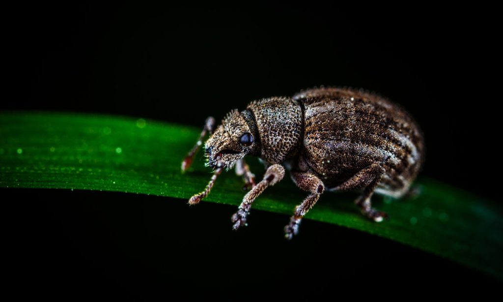 brown weevil perched on green leaf in closeup photo