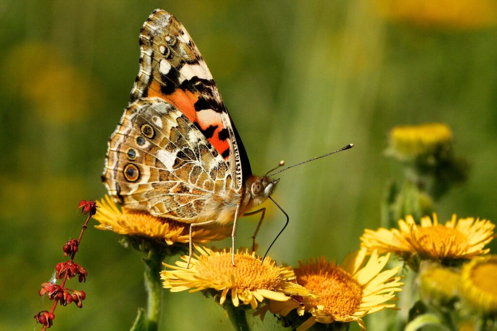 butterfly on a dandelion