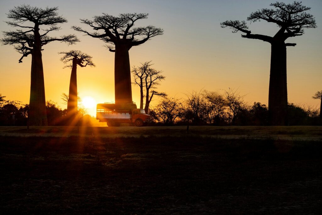 Baobab trees silhouette at sunset with a vehicle driving past.
