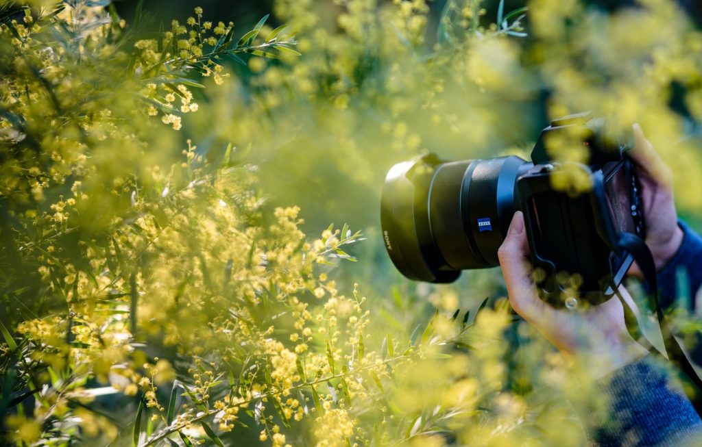 camera framed between trees