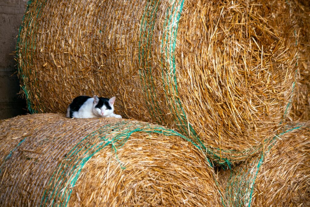 white and black cat on brown hay