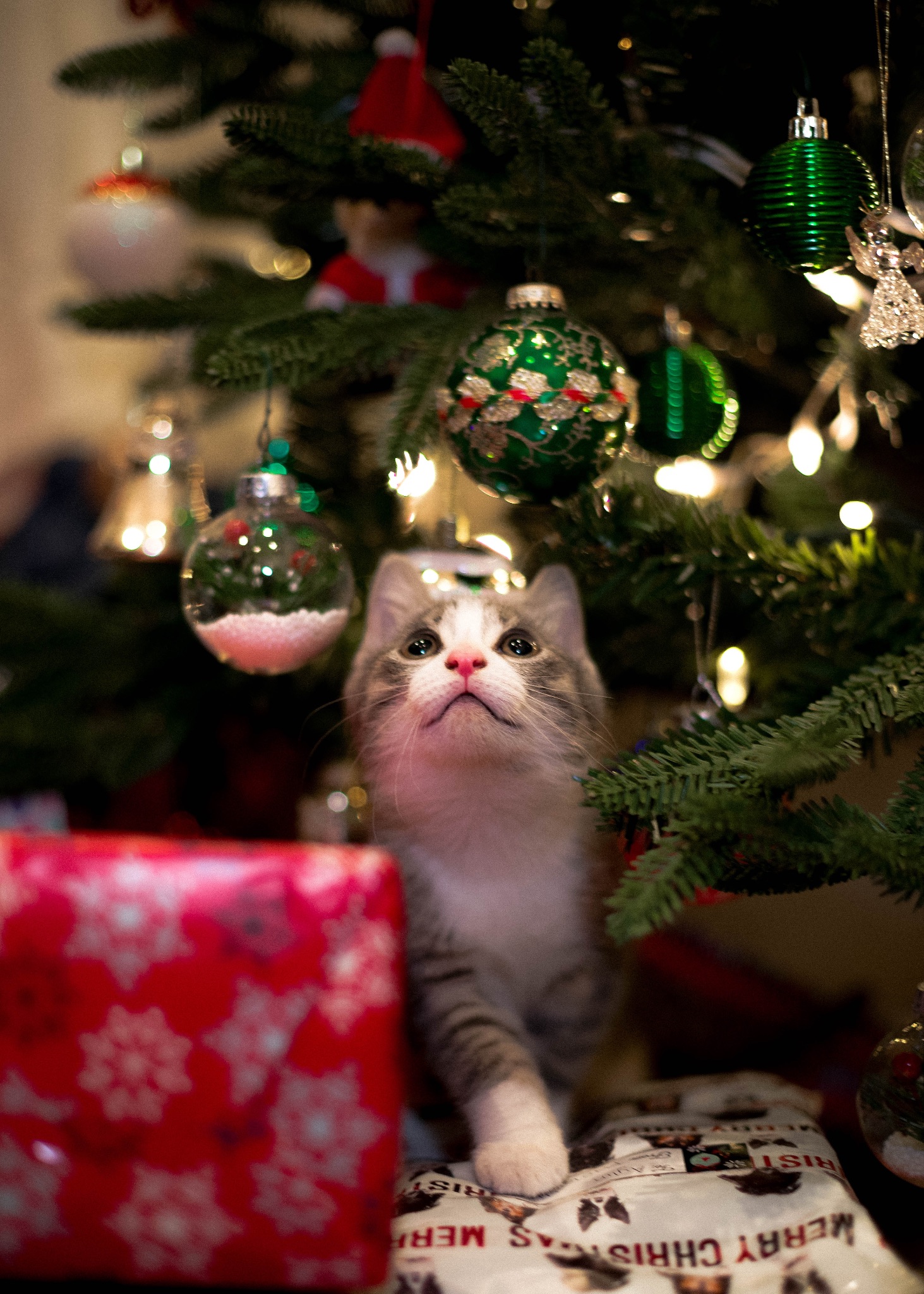 Cat and presents under Christmas Tree