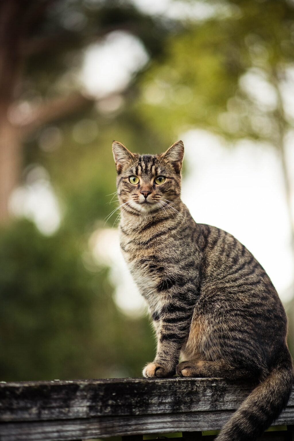 cat tack sharp shot