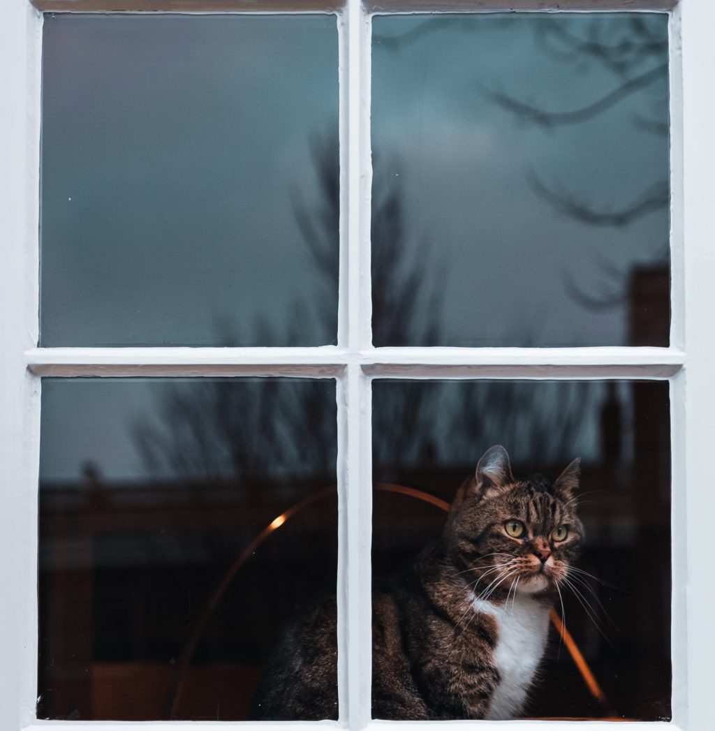 cat in the window