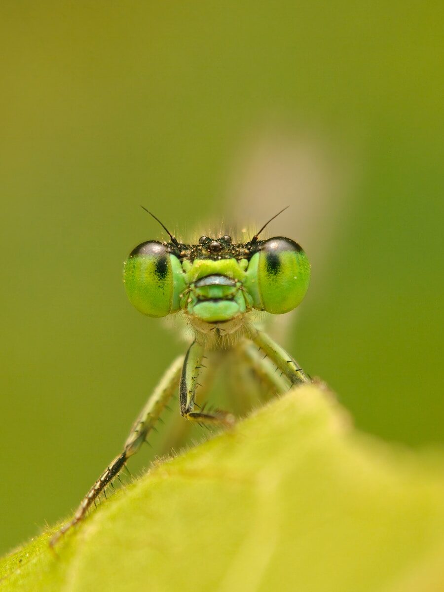 Close-up of a green damselfly with large eyes