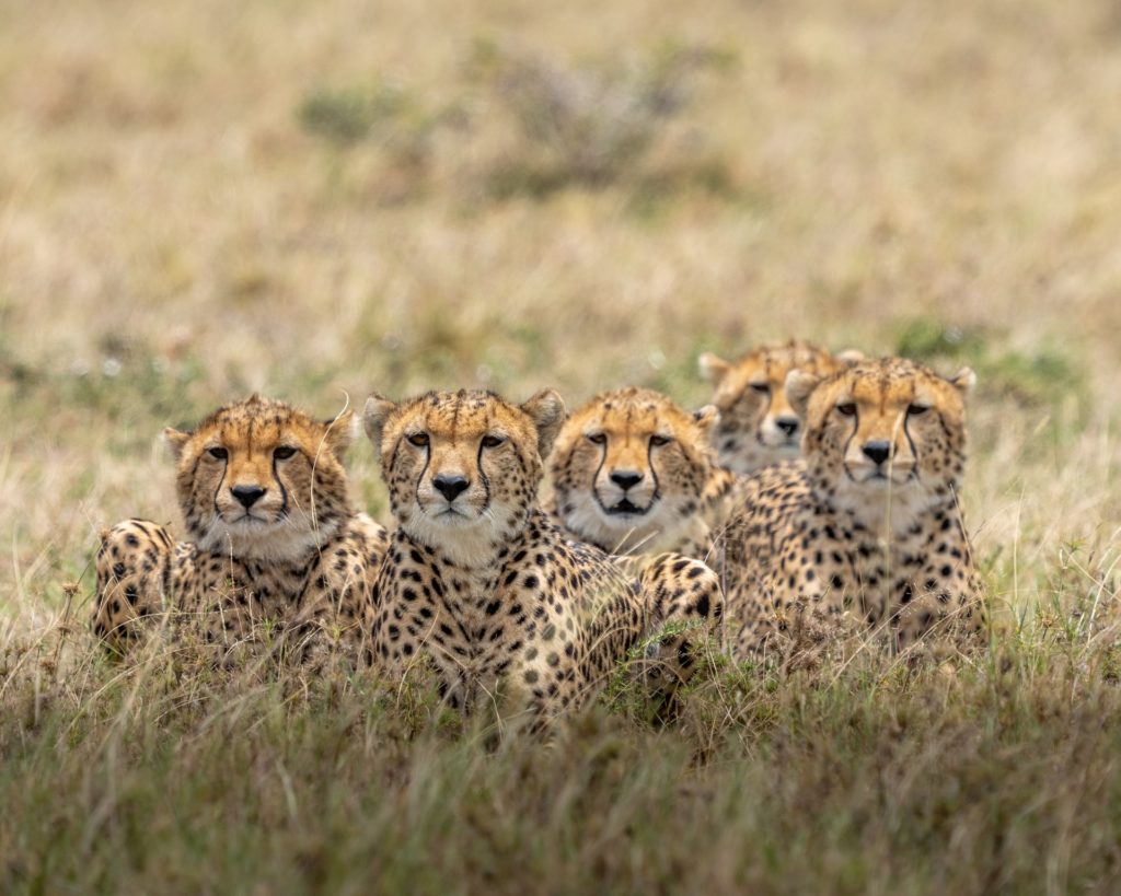 a group of cheetahs lying in the grass