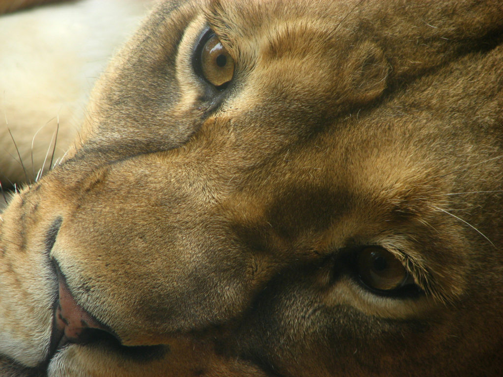 close up of a lioness