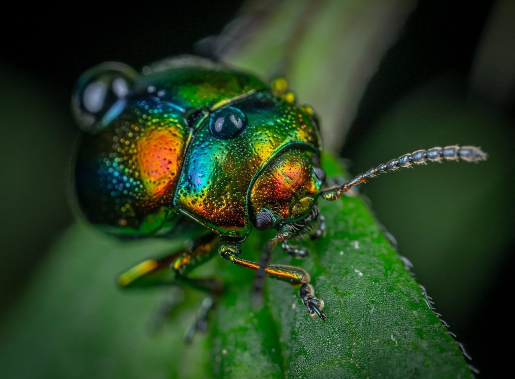 close up photo of beetle