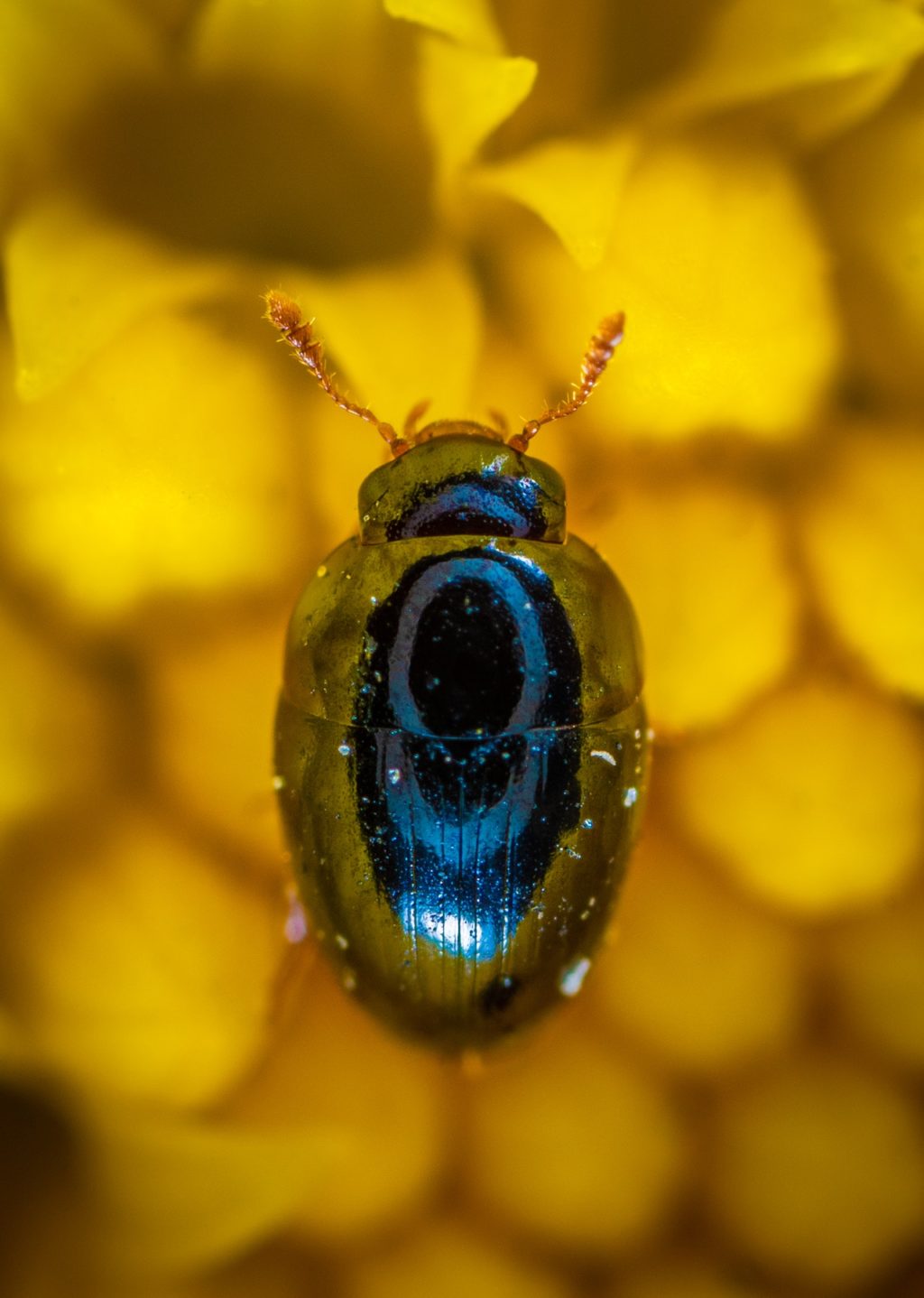 close up photography of blue beetle