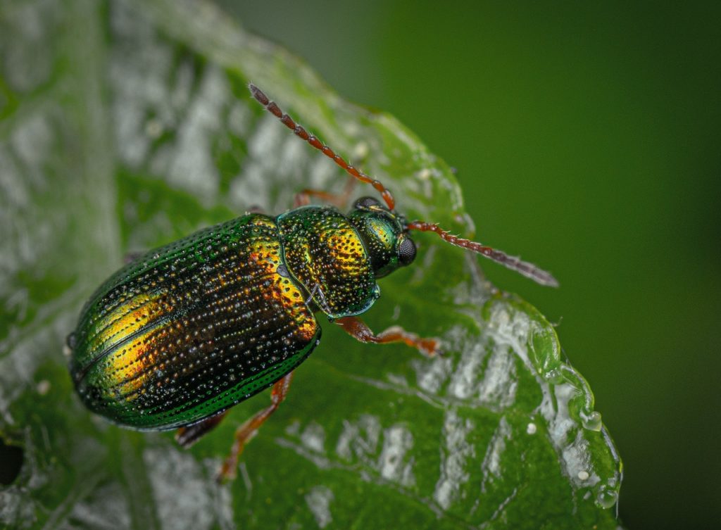 close up photography of green and black insect