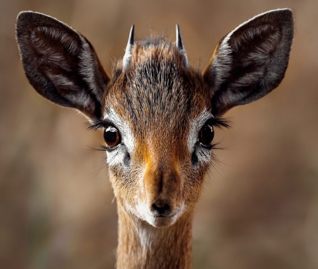 close up portrait of a antelope