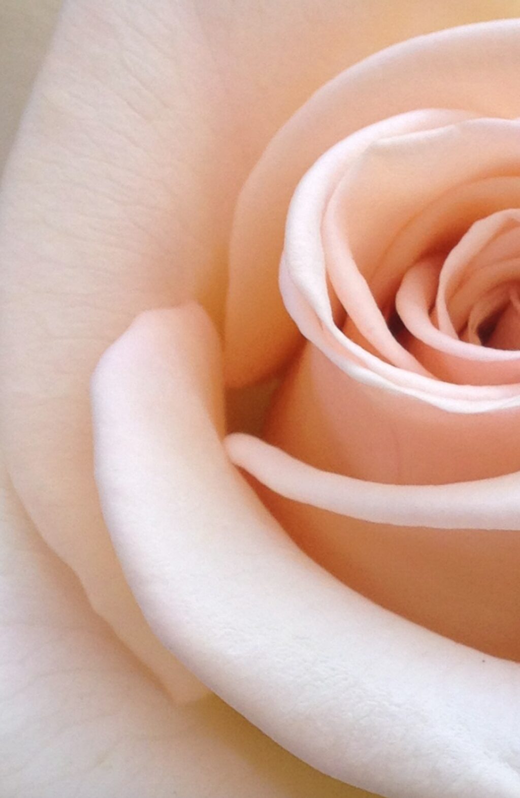 rose closeup