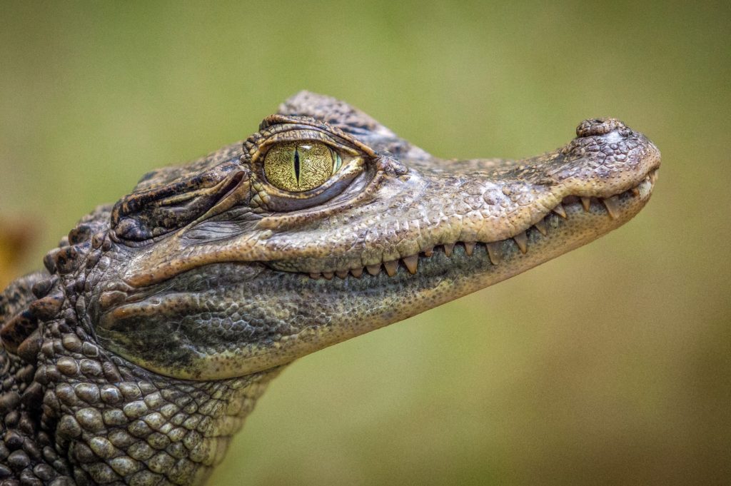 gator wildlife portrait