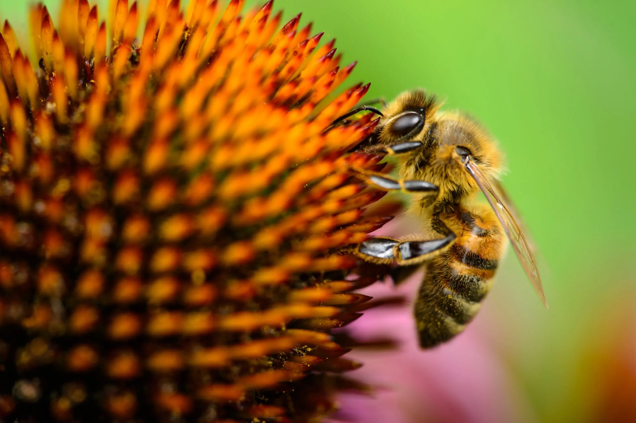 macro shot photo of bee on flower