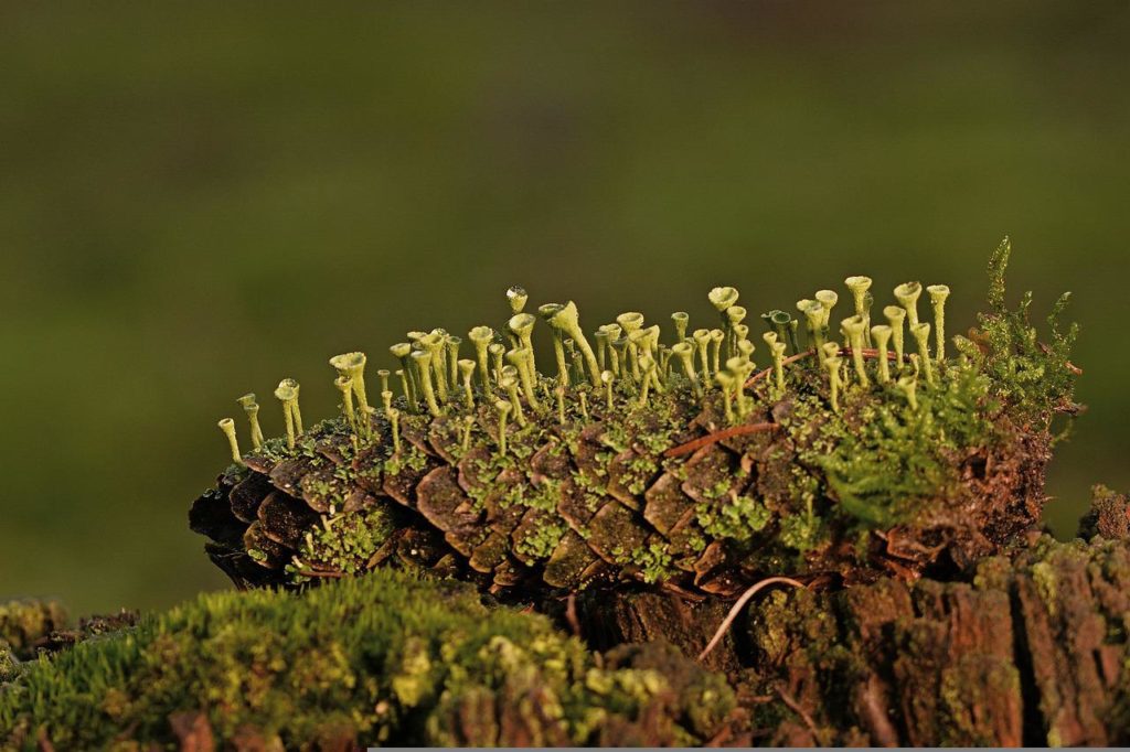 lichen on the old tree