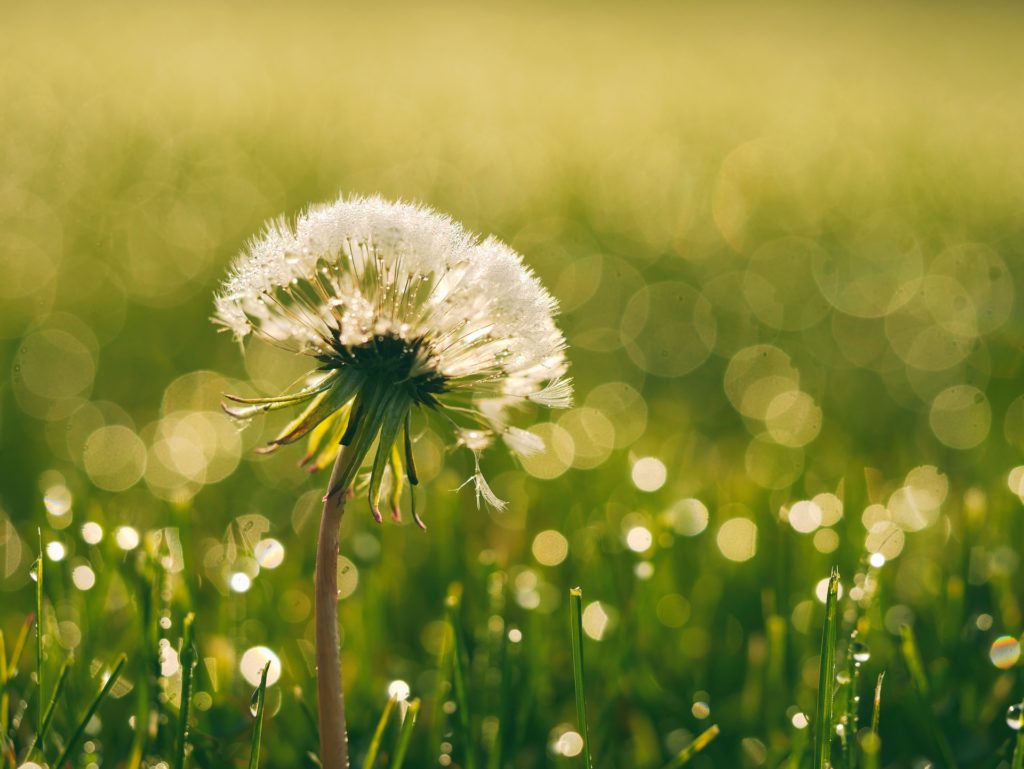 dandelion with dew drops as bokeh