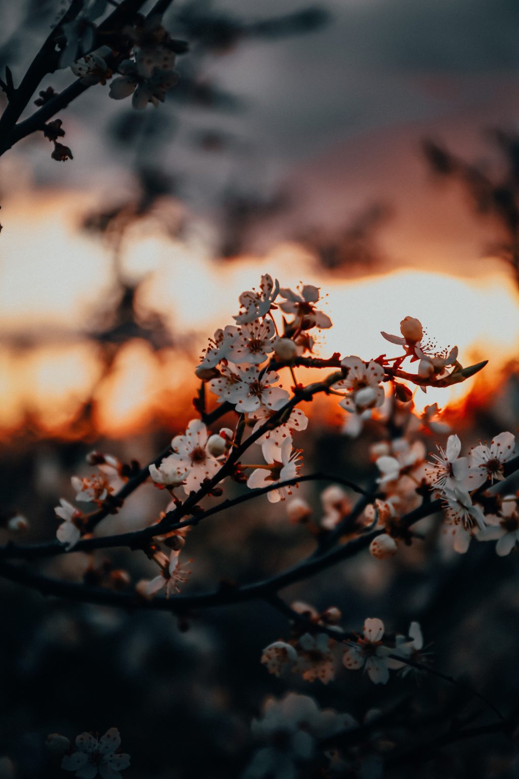 blooming trees sunset