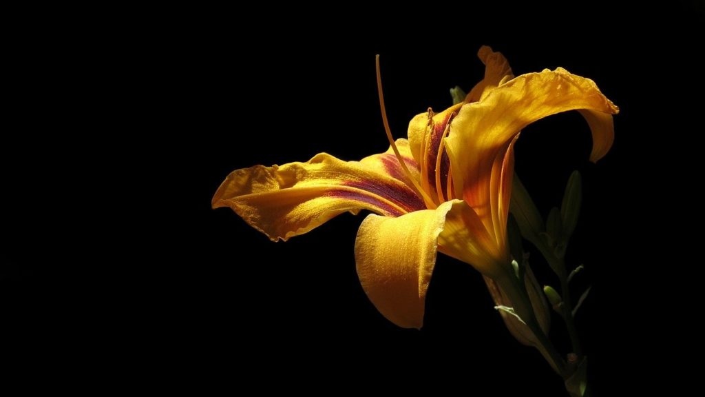 daylily