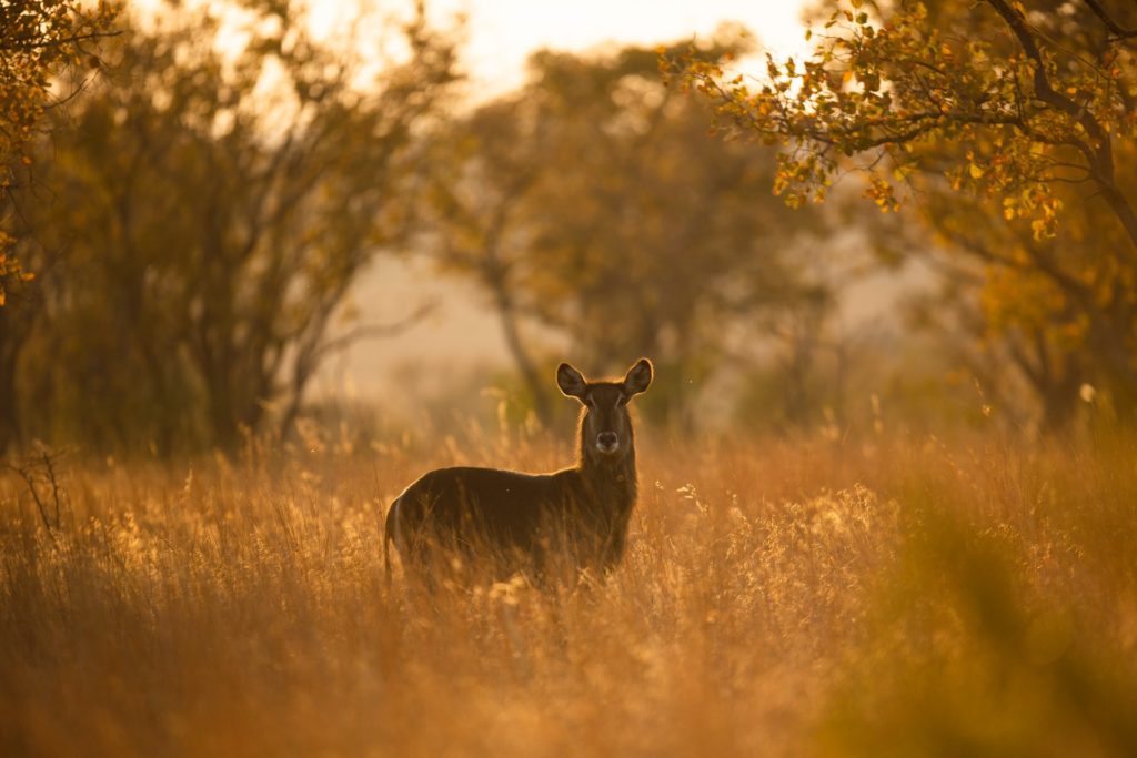 golden hour wildlife photography