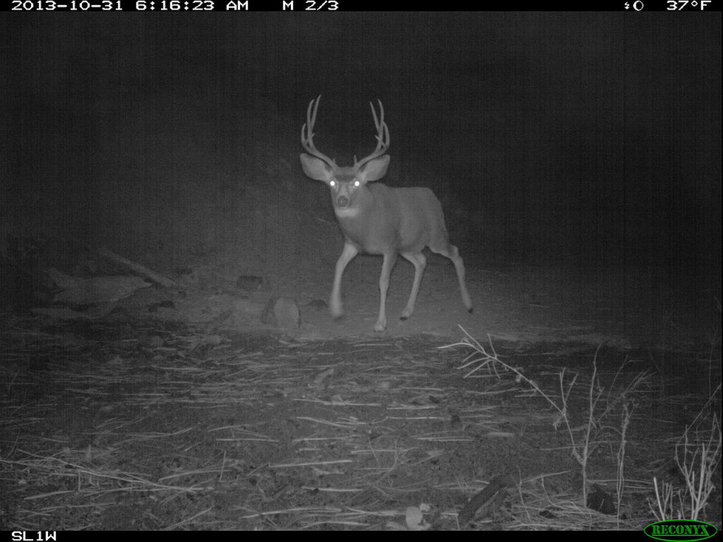 deer cam