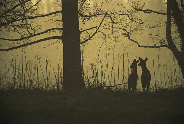 https://www.lightstalking.com/wp-content/uploads/deer-silhouette.jpg