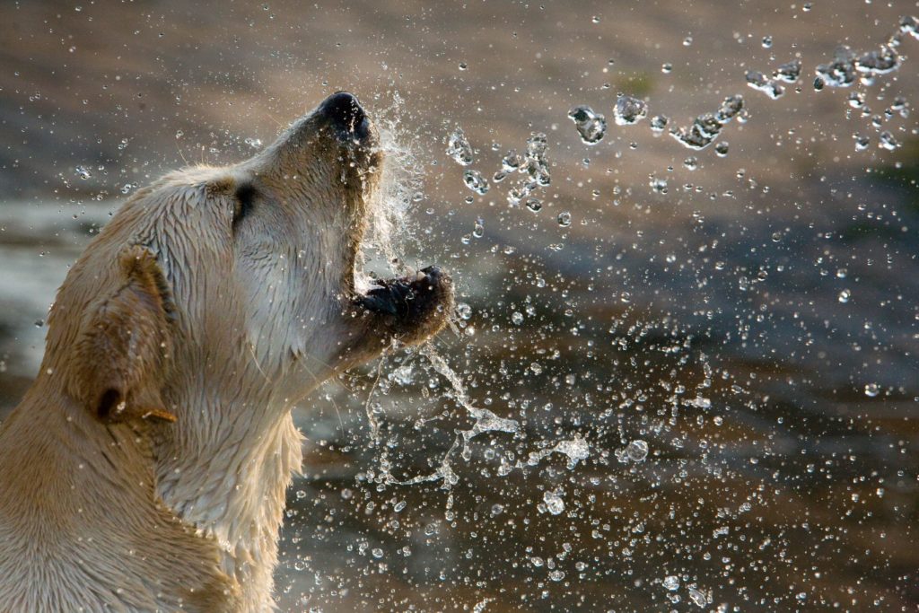 Photo Assignment: How To Photograph A Dog Playing In The Water
